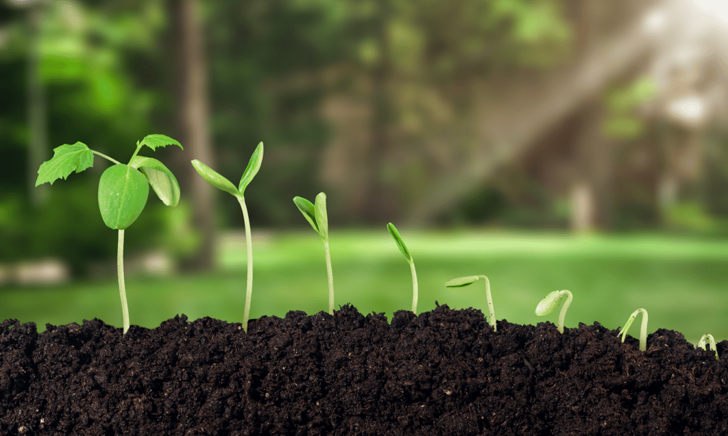 a close up of plants