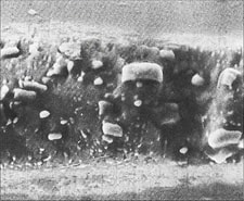 A used knife edge in a steel of 440 type.: